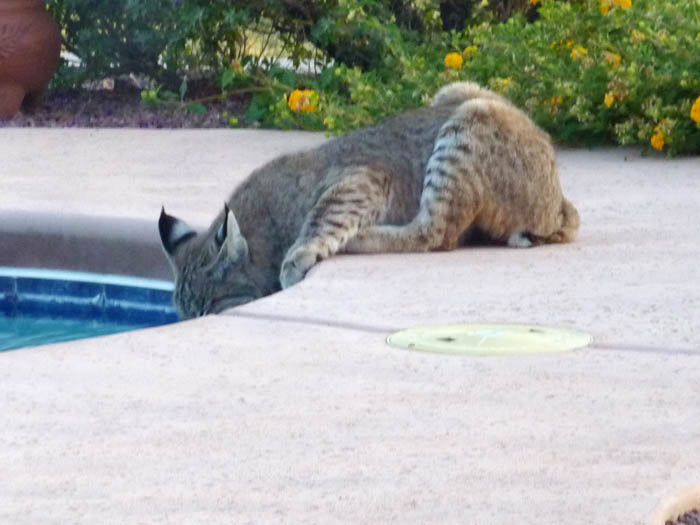 bobcat 5